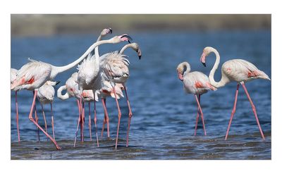 Flamingo  ---  Greater Flamingo  ---  (Phoenicopterus roseus)