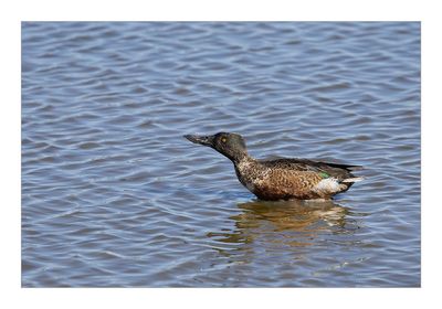 Pato-colhereiro  ---  Shoveler  ---  (Anas clypeata)