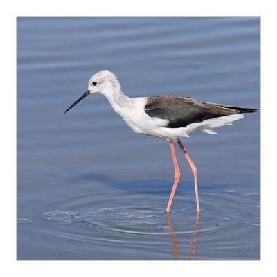 Pernilongo  ---  Black-winged Stilt  ---  (Himantopus himantopus)