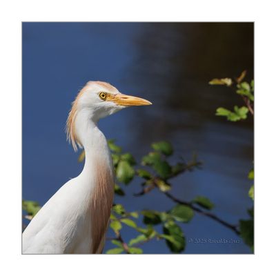 Carraceiro  ---  Cattle Egret  ---  (Ardea ibis)