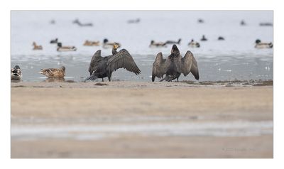 Corvo-marinho  ---  Cormorant  ---  (Phalacrocorax carbo)