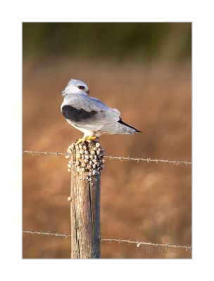 Peneireiro-cinzento  ---  Black-shouldered Kite  ---  (Elanus caeruleus)
