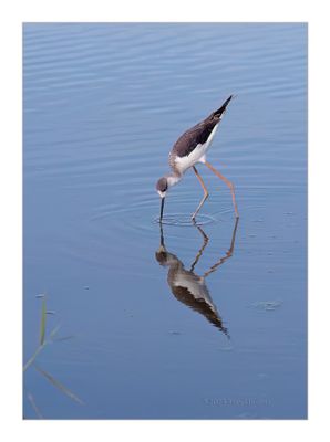 Pernilongo  ---  Black-winged Stilt  ---  (Himantopus himantopus)