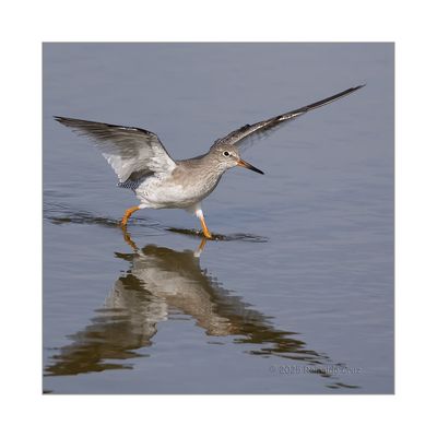 Perna-vermelha  ---  Redshank  ---  (Tringa totanus)