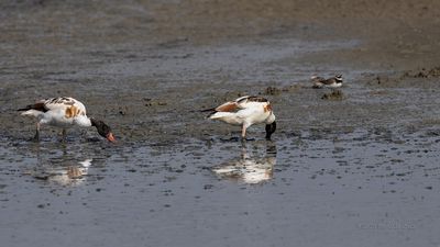 Tadorna  ---  Shellduck  ---  (Tadorna tadorna)