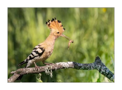 Poupa  ---  Hoopoe  ---  (Upupa epops)