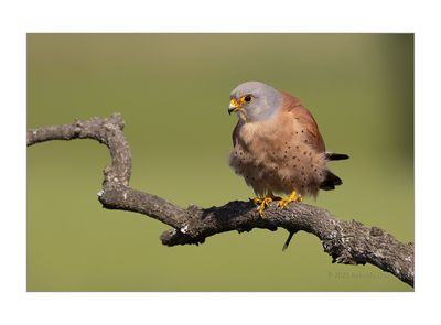 Francelho  ---  Lesser Kestrel  ---  (Falco naumanni)