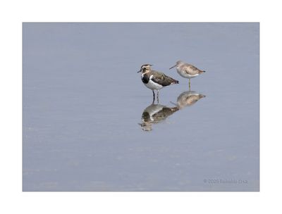 Abibe  ---  Lapwing  ---  (Vanellus vanellus)