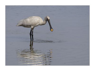 Colhereiro  ---  Spoonbill  ---  (Platalea leucorodia)