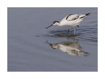 Alfaiate  ---  Avocet  ---  (Recurvirostra avosetta)
