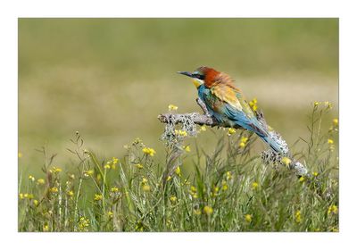 Abelharuco  ---  Bee-eater  ---  (Merops apiaster)