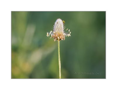 Orelha-de-lebre -  Hare's foot plantain - (Plantago lagopus)