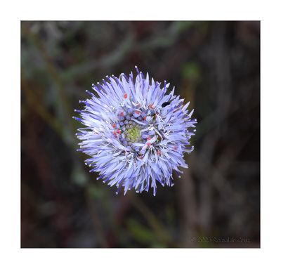 Boto-azul - Blue bonnets - (Jasione montana)