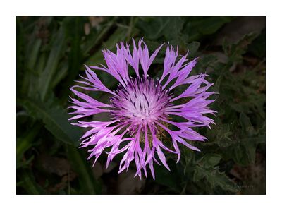 Ourio-das-dunas-(Centaurea sphaerocephala)