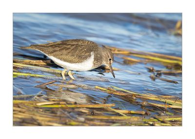 Maarico-das-rochas  ---  Common Sandpiper  ---  (Actitis hypoleucos)