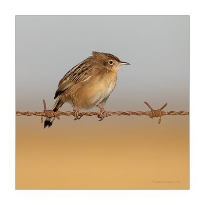 Fuinha-dos-juncos  ---  Zitting Cisticola  ---  (Cisticola juncidis)