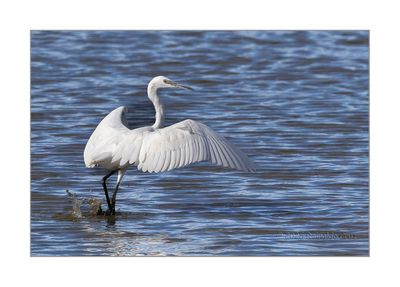 Gara-branca  ---  Little Egret  ---  (Egretta garzetta)