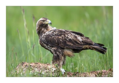 guia-imperial  ---  Spanish Imperial Eagle  ---  (Aquila adalberti)