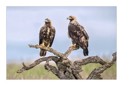 guia-imperial  ---  Spanish Imperial Eagle  ---  (Aquila adalberti)