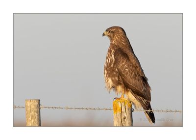 guia-dasa-redonda  ---  Buzzard  ---  (Buteo buteo)