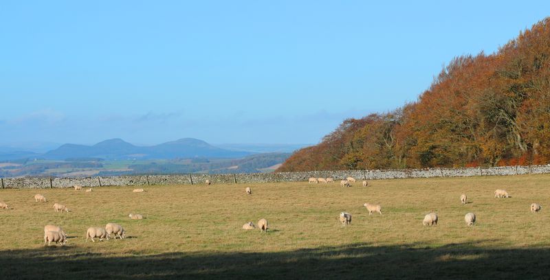 Eildon Hills