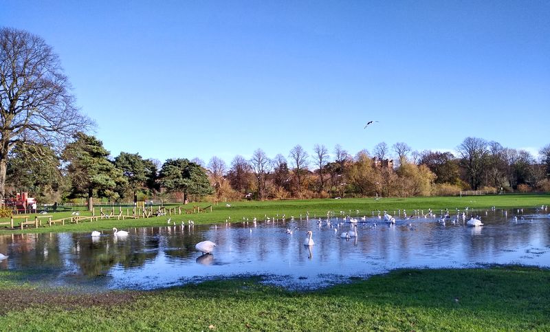 Swan pond