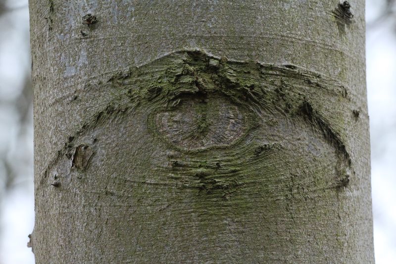 Wooden eye