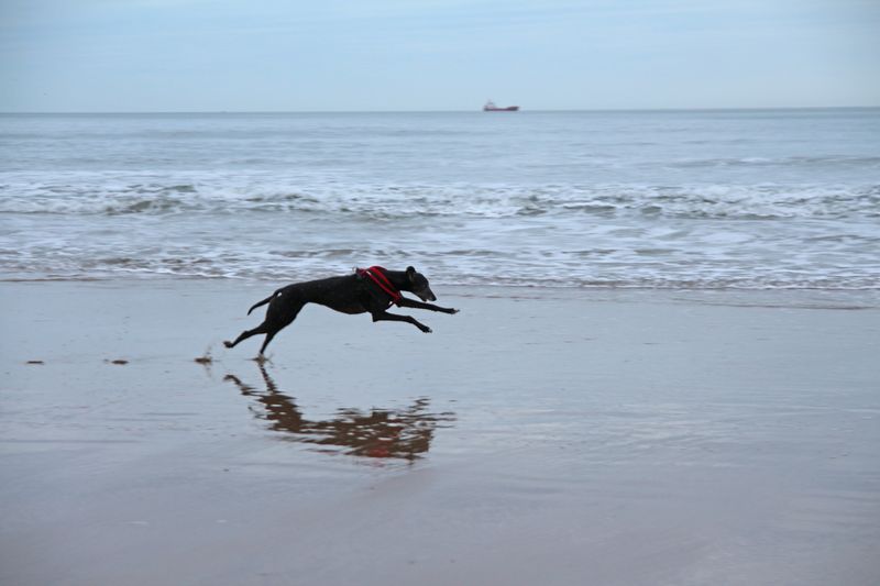 Fastest dog on the beach