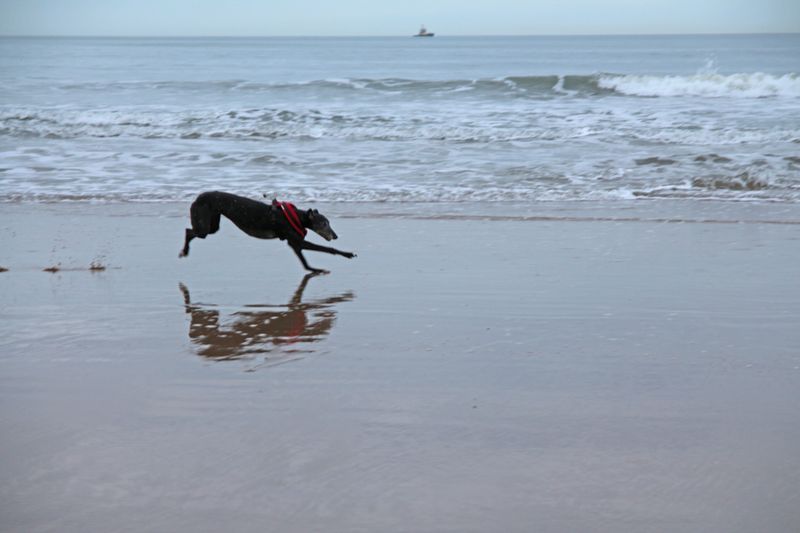 Fastest dog on the beach 