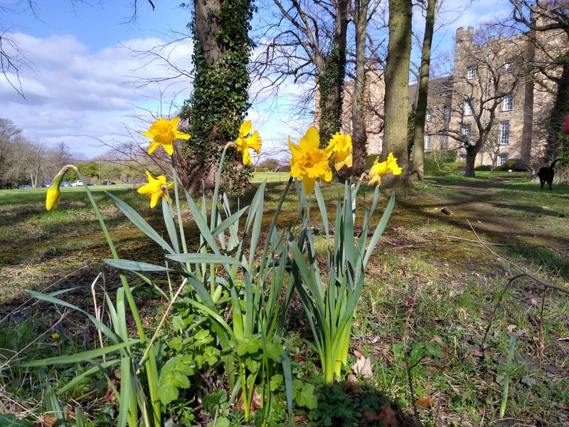Daffodil time