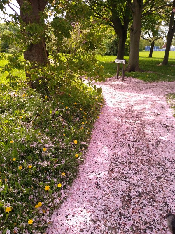 Follow the pink petal path