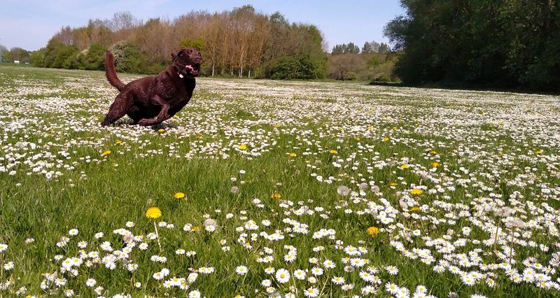 Ollie in the daisies