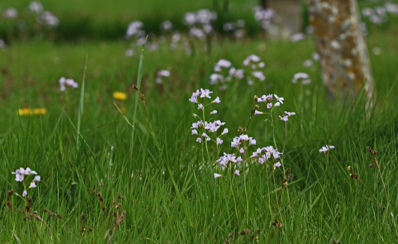 Cuckoo flowers