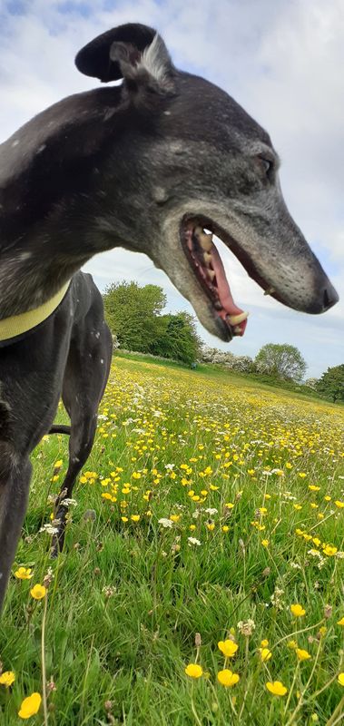 Dotty with more buttercups