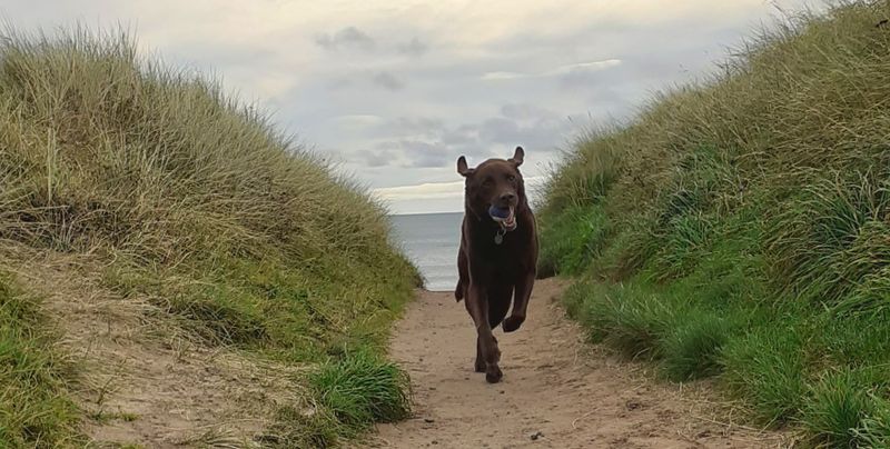 Ollie running