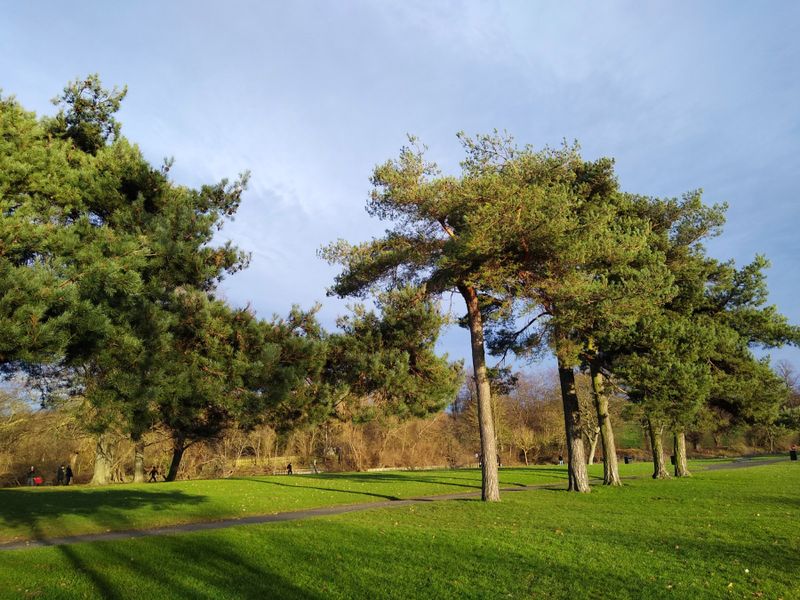 Trees in the park