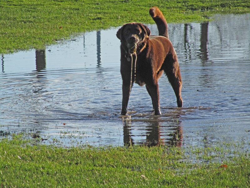 Puddlehound