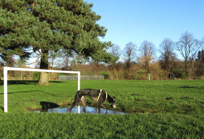 In goal