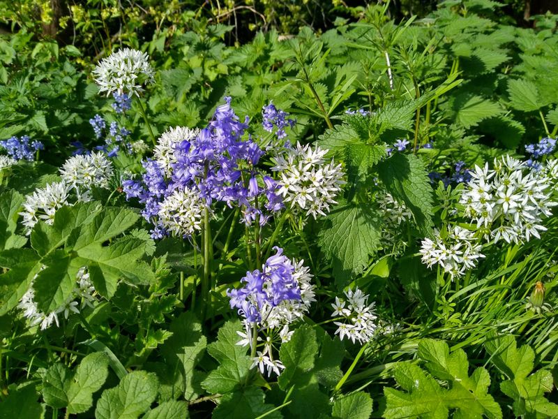 Wild garlic, bluebells and nettles