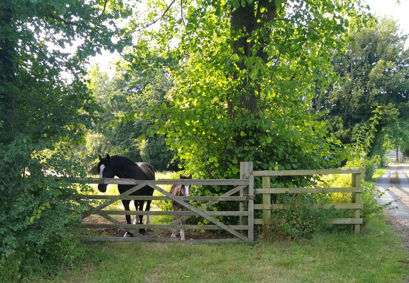 meet the neighbours