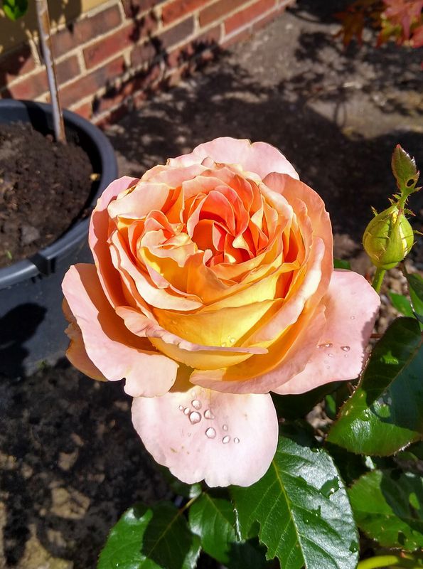 Mim's rose