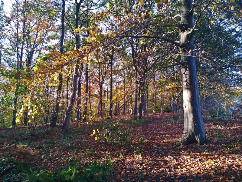 Afternoon colour