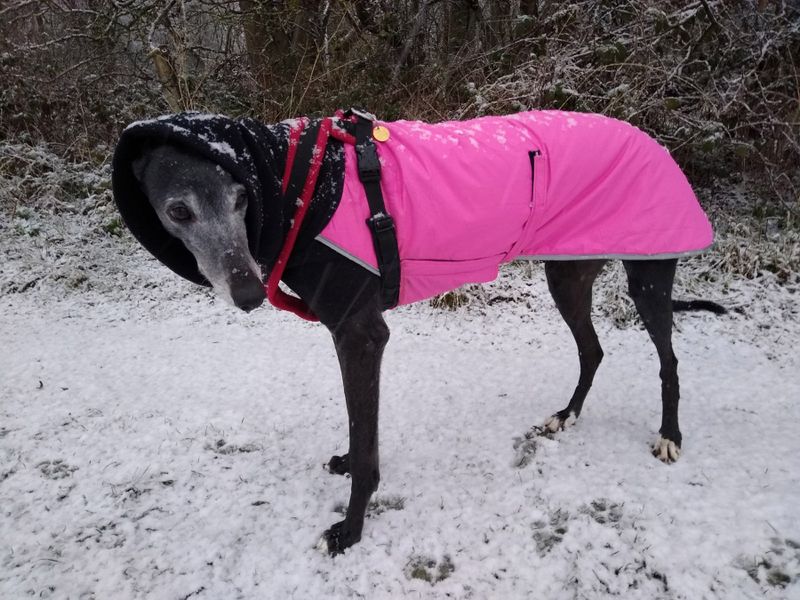 Snowflakes on Greyhounds