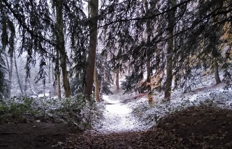 Step into Narnia