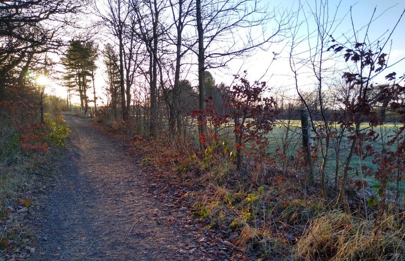 Frosty morning