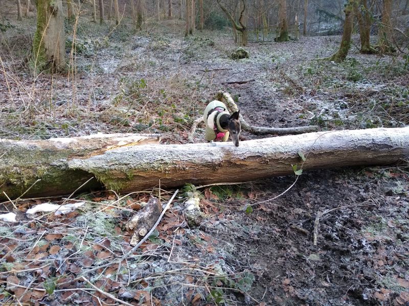 Log 1