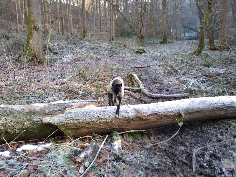 Log 2