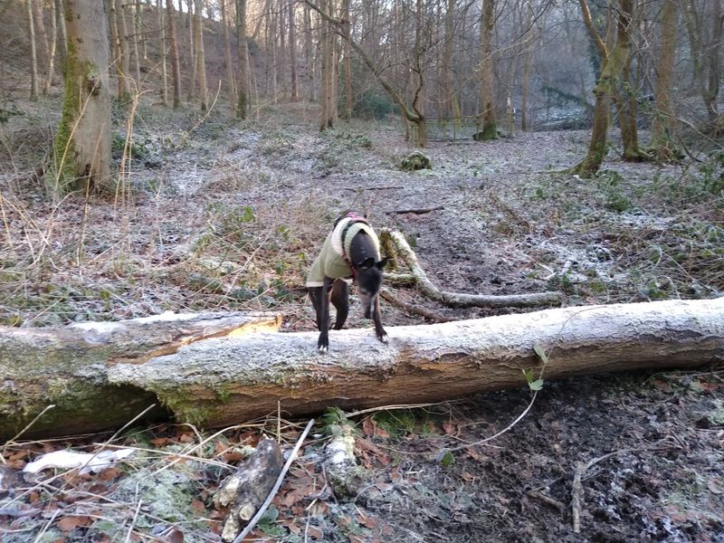 Log 3