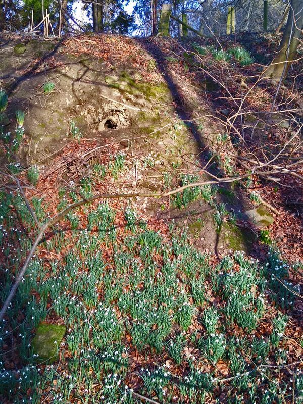 Peter Rabbit's front garden