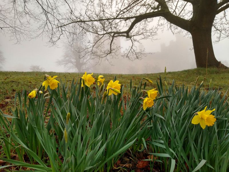 Foggy morning at the castle